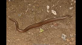 Slow worm Anguis fragilis male crossing a woodland path