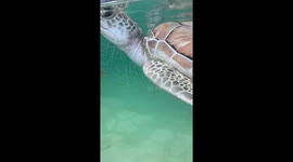 Turtles at Xcaret Park, Mexico