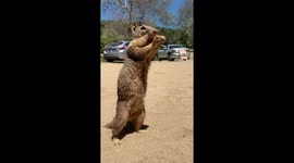 Squirrel at  Andrew Molera State Park, Big Sur, California