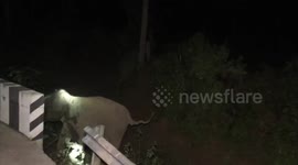 Indian officials use excavator to free elephant calf from roadside ditch