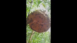 The man was attacked by hundreds of wasps as he approached their nest