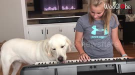 6 y/o labrador LOVES it when his owner plays piano