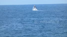 Filmer recording gannets diving is video bombed by breaching whale in South Africa