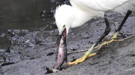 The Little Egret Egretta garzetta shown in this film had managed to capture an extremely large Gudgeon Gobio gobio when fishing in a small London park
