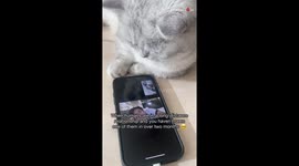Adorable cat unleashes his clingy side following reunion with human dad after two months