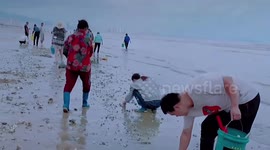 Locals flock to beach to collect shellfish washed up by Typhoon Muifa in eastern China