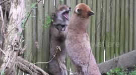Red Foxes Vulpes vulpes dog fox and vixen having a fight in a London garden