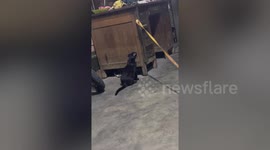 'Hero' cat frees crying golden retriever pup from its leash