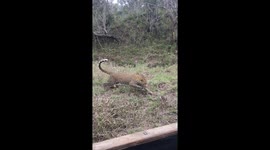 Safari goer films as stalking jaguar is outwitted by swift hare in South Africa