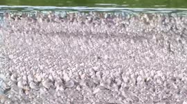 Stunning footage shows tens of thousands of birds crammed onto a tiny island in Norfolk for the winter roost