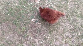 Annoying some backyard chickens with a laser pointer , some chickens are afraid when the laser is on their feathers and some try to eat it , very funny.