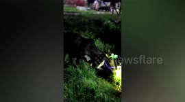 Farmer fits dwarf cow with headlamp to help with night-time grazing
