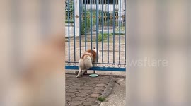 Fluffy pet dog squeezes itself through narrow gate gaps 'to ask neighbours for food'