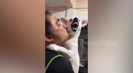 Crabby pet dog growls at owner while being cuddled