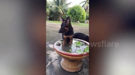 Clever pet German Shepherd turn mini-lily pond into personal spa to cool off