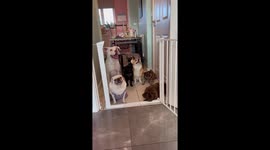 The 'Dog Pack Gate Challenge' is the cutest, most impressive thing you'll see today