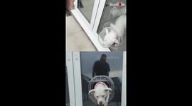 Leeds man tries out a creative pet challenge with his dog pack