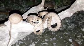 Hungry pet snake slurps up snail from its shell