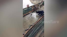 Brave baby monitor lizard fights with two fierce pet cats in Myanmar