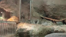 Funny otter clawing the enclosure door as if dancing