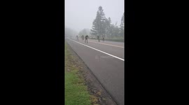 In-line Marathon along Lake Superior North Shore