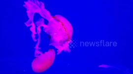 Colorful Jellyfish in Aquarium