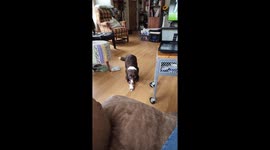 Floppy eared dog jumping in slow motion onto her owner's lap!