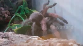 Trantula Spider moves it's legs about in the spooky Halloween spider house