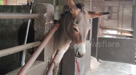 Funny donkey scratching its itches using the iron fence rod