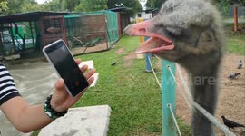 Funny ostrich in Malaysia bites phone screen after seeing itself in selfie camera