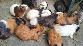 Feeding guinea pigs is the cutest thing ever