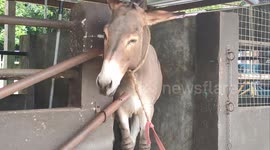 Cute donkey scratch an itch using a broken fence