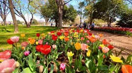 The tulip garden of Showa Kinen Park in Tokyo, Japan.