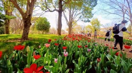The tulip garden of Showa Kinen Park in Tokyo, Japan.