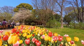 The tulip garden of Showa Kinen Park in Tokyo, Japan.
