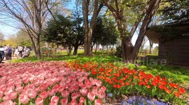 The tulip garden of Showa Kinen Park in Tokyo, Japan.