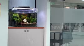 Water spills from fish tank during earthquake in Taiwan