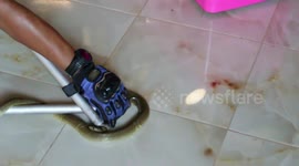 Pet cat trio warn owner of deadly cobra slithering into their house