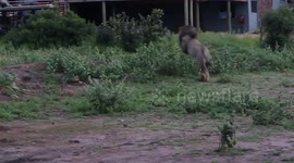 Dwayne Gonsalves captured the moment a lion charged at a hotel balcony in South Africa causing guests to run back inside