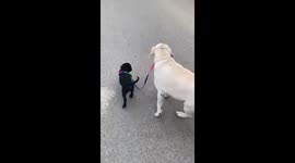 Adorable labrador walks puppy on leash