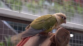 Visitors play with rare parrots at shopping centre in Thailand
