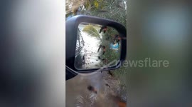 Furious hornet swarm attack troublemakers who destroyed their nest