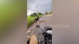Daredevil pet dogs ride steel pipe being delivered on motorcycle