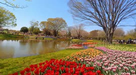 The tulip garden of Showa Kinen Park in Tokyo, Japan.