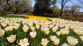 The tulip garden of Showa Kinen Park in Tokyo, Japan.
