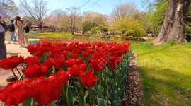 The tulip garden of Showa Kinen Park in Tokyo, Japan.