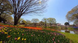 Tulips from the yearly Tulip Festival held at the Showa Kinen Park in Tokyo, Japan. The festival is being held from early to mid-April.