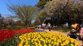 Tulips from the yearly Tulip Festival held at the Showa Kinen Park in Tokyo, Japan. The festival is being held from early to mid-April.