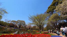 Tulips from the yearly Tulip Festival held at the Showa Kinen Park in Tokyo, Japan. The festival is being held from early to mid-April.