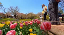 Tulips from the yearly Tulip Festival held at the Showa Kinen Park in Tokyo, Japan. The festival is being held from early to mid-April.